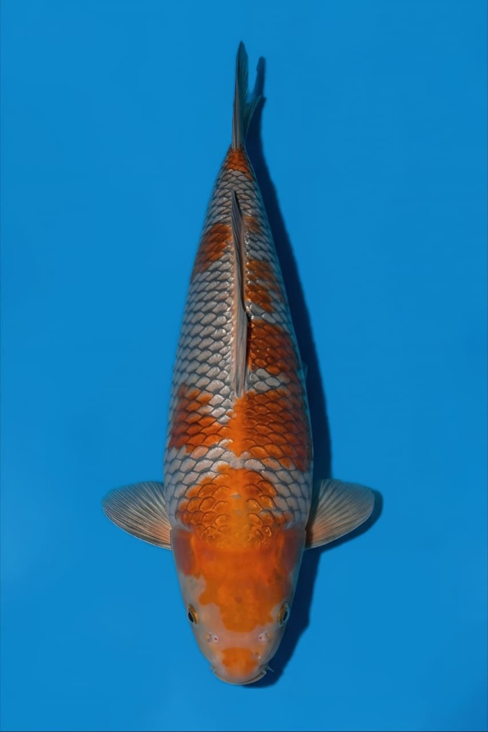 Juara 1