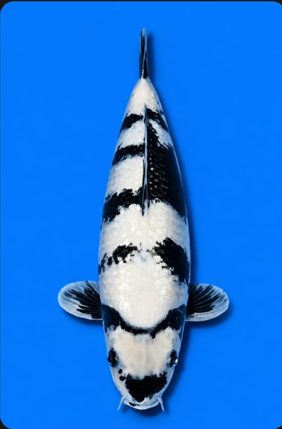 Juara 2