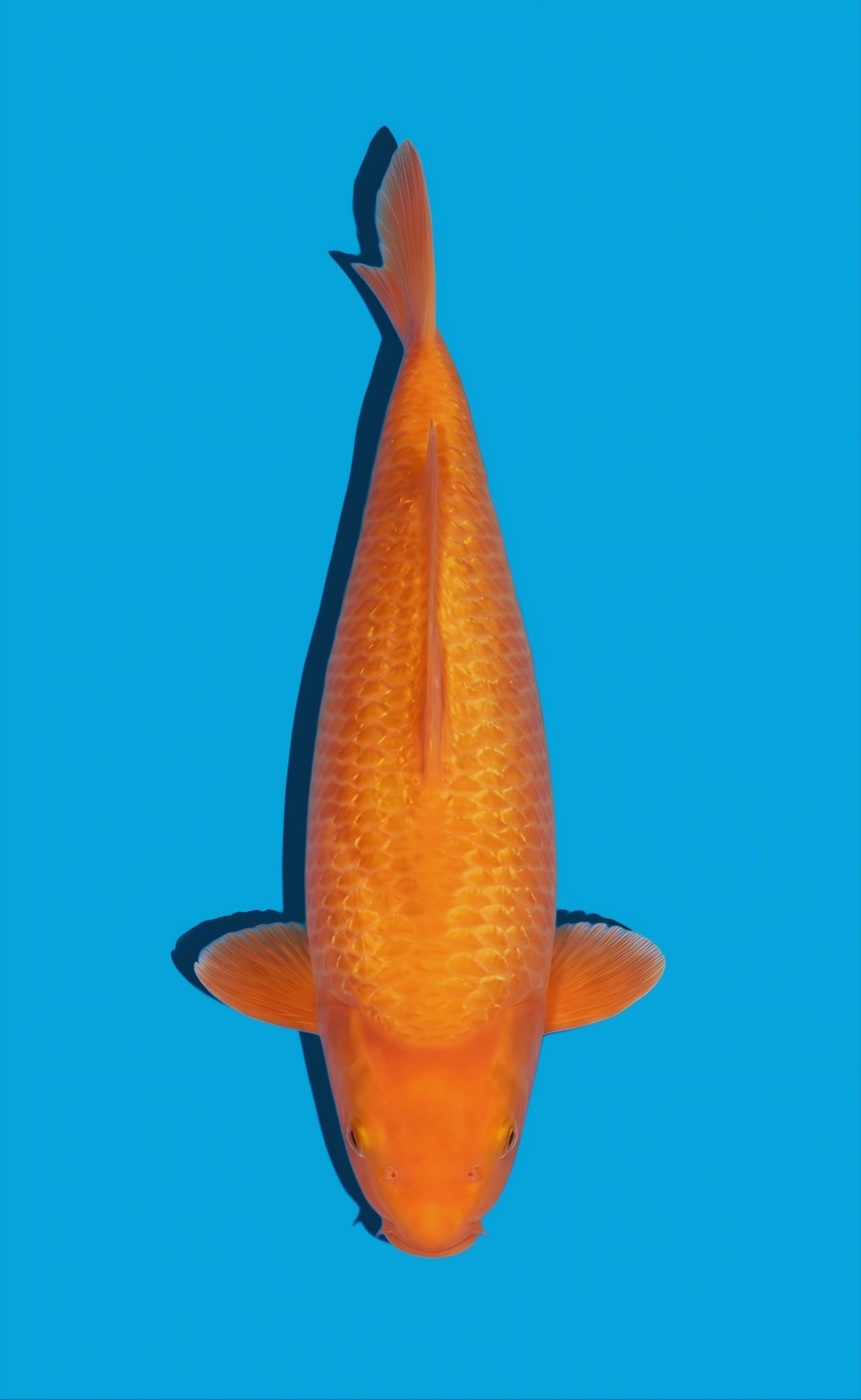 E. Kamboja Young Champion