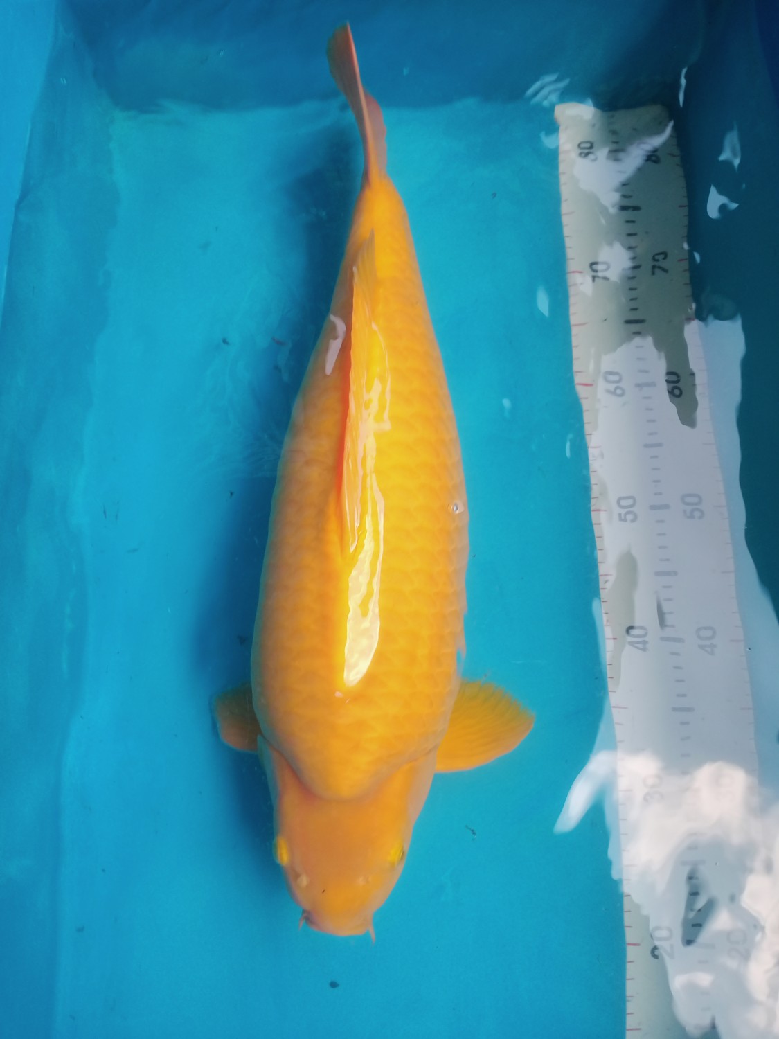 E. Kamboja Adult Champion