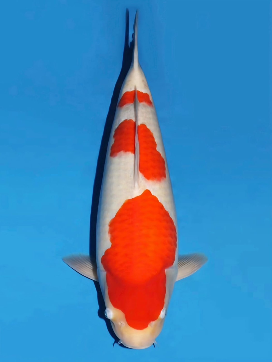 Juara 2