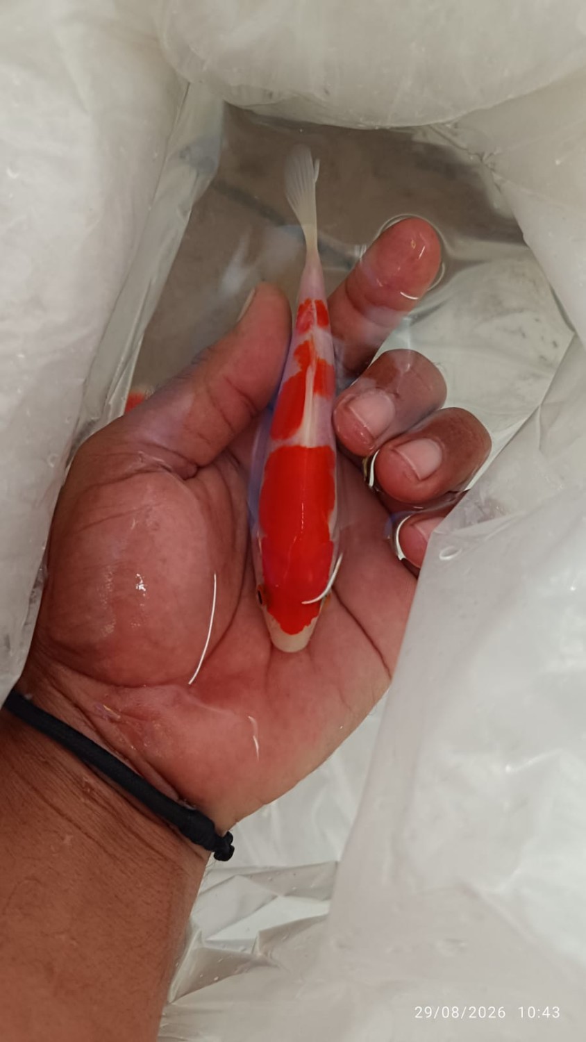 A. Best In Size Up To 12 cm