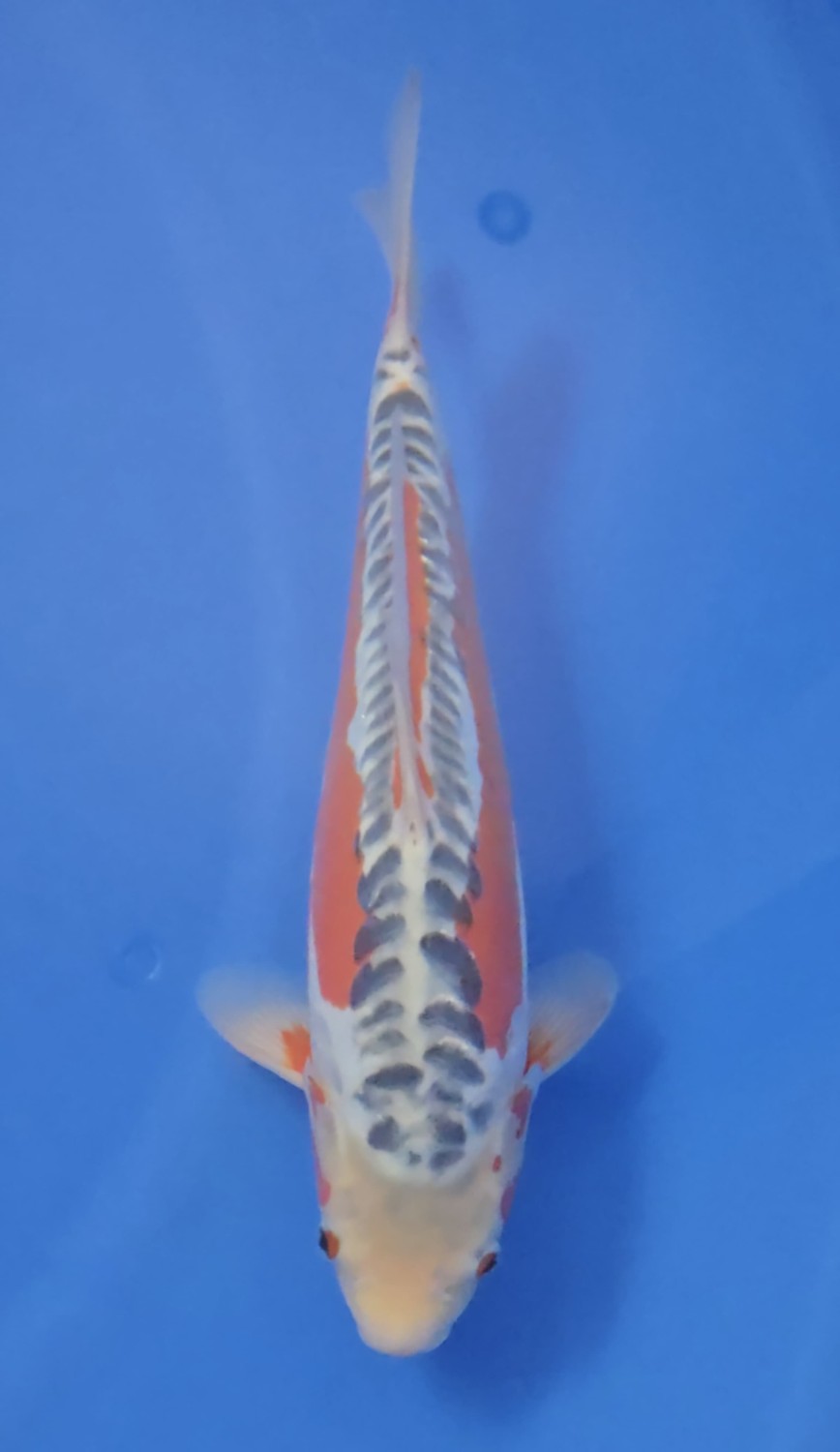 D. Cempaka Prize 36 - 40 cm