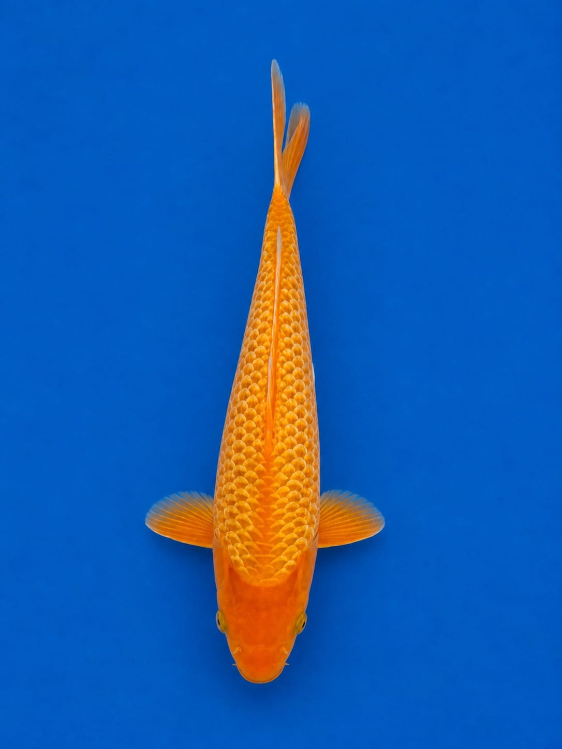 Juara 1