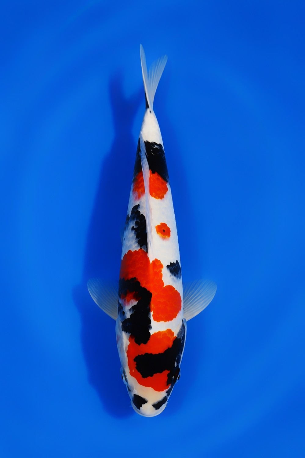 A. Mini Champion