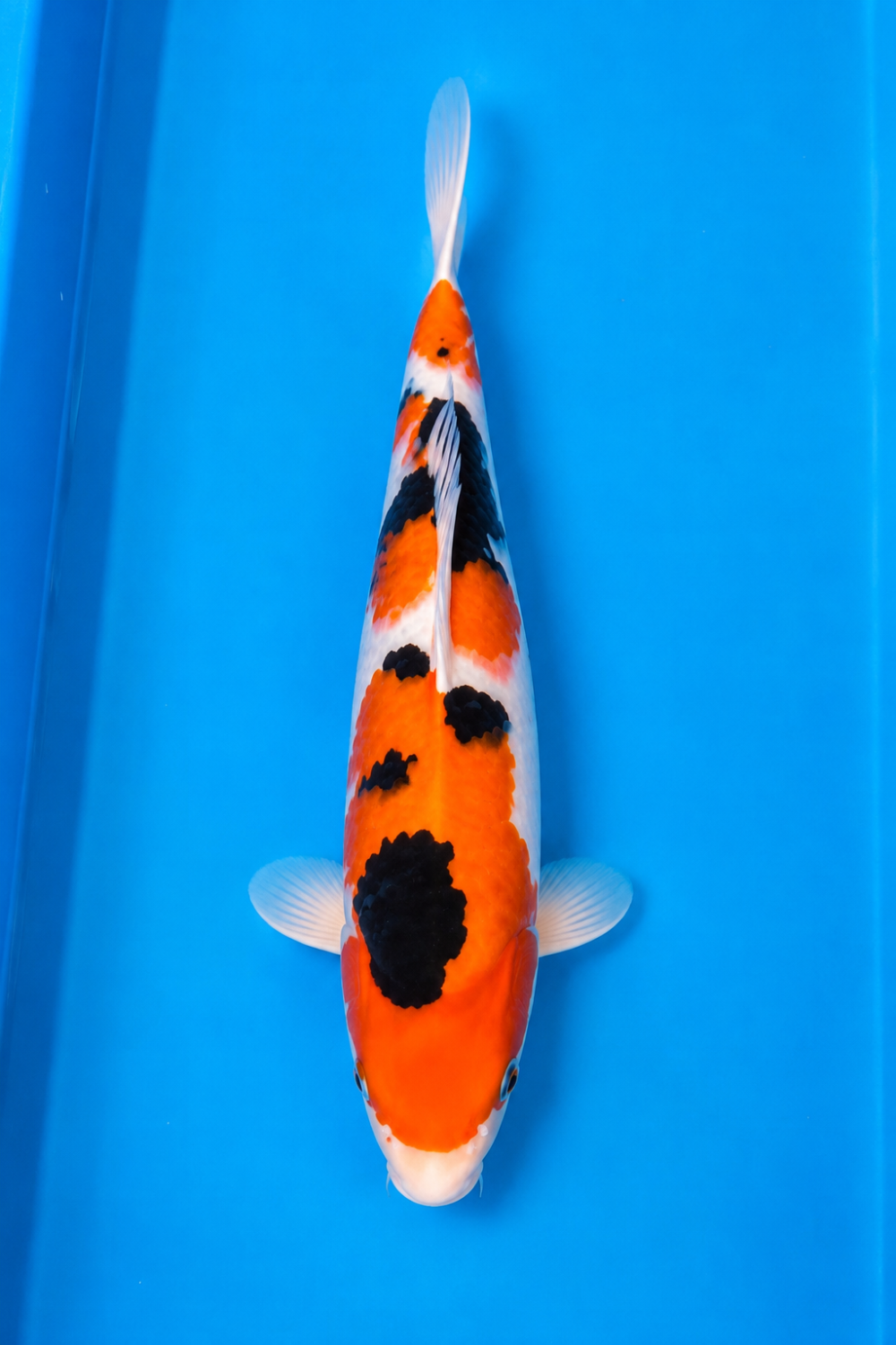 A. Best In Size 21 - 25 cm