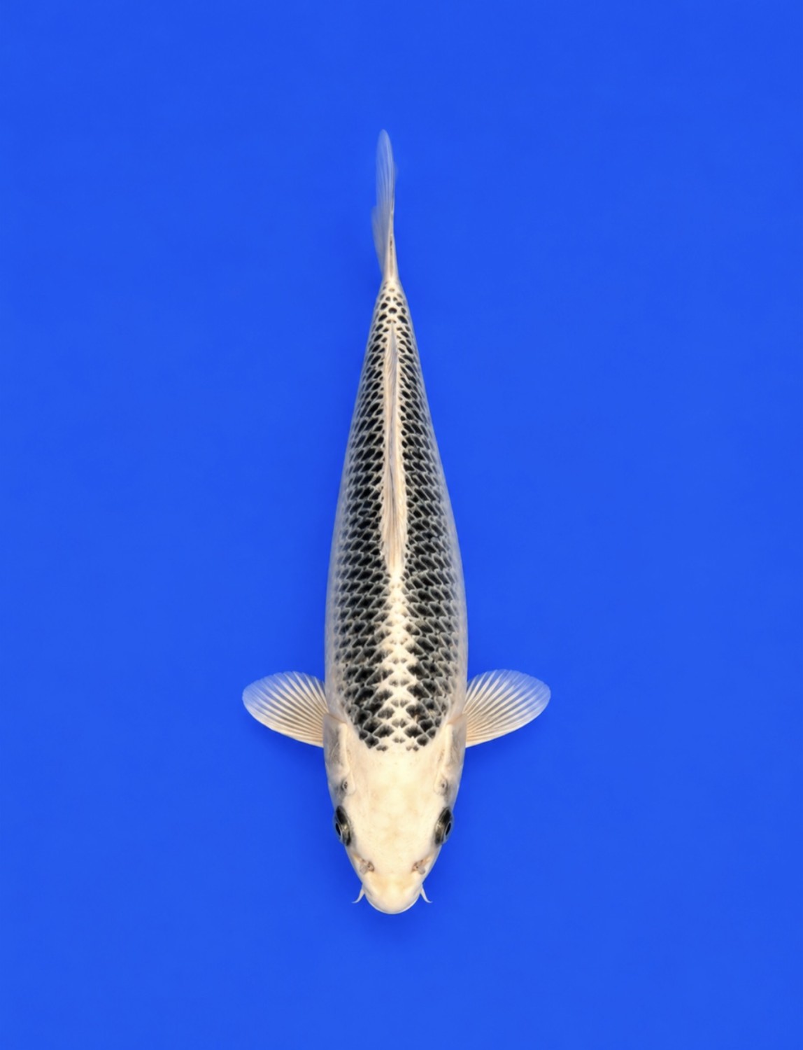 Juara 1