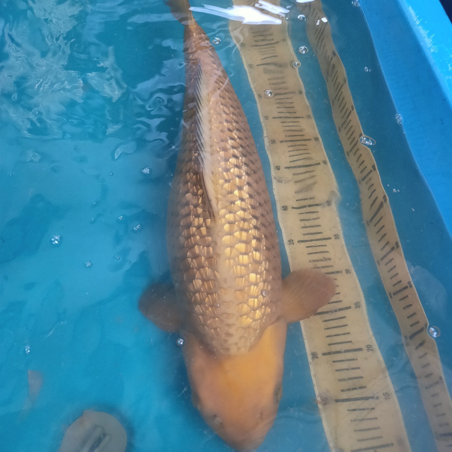 E. Kamboja Prize 61 - 65 cm