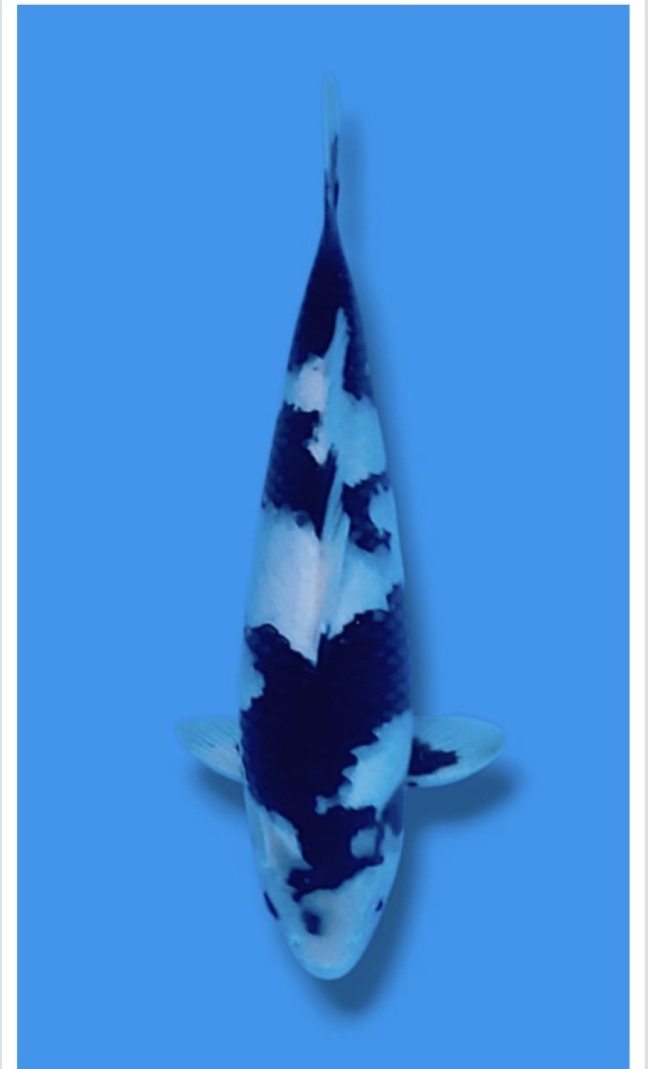 Juara 2