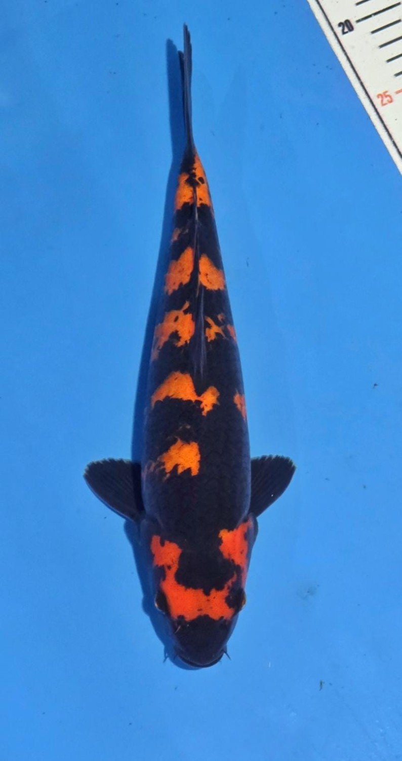 D. Cempaka Prize 31 - 35 cm