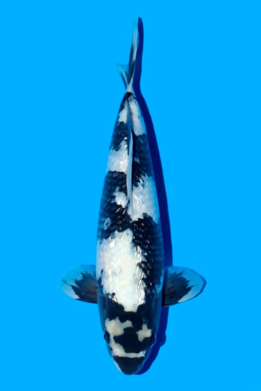 Juara 5
