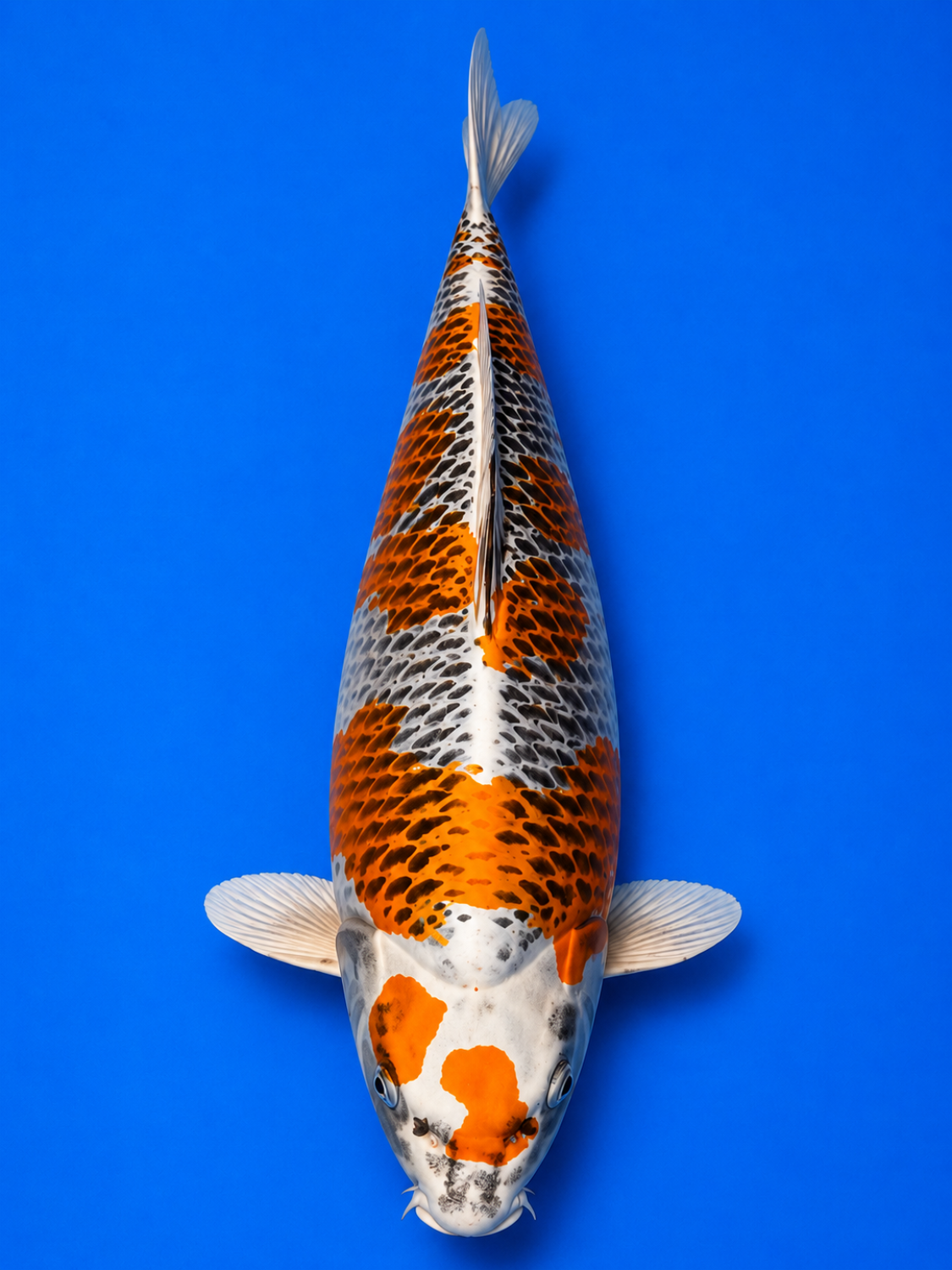 Juara 1