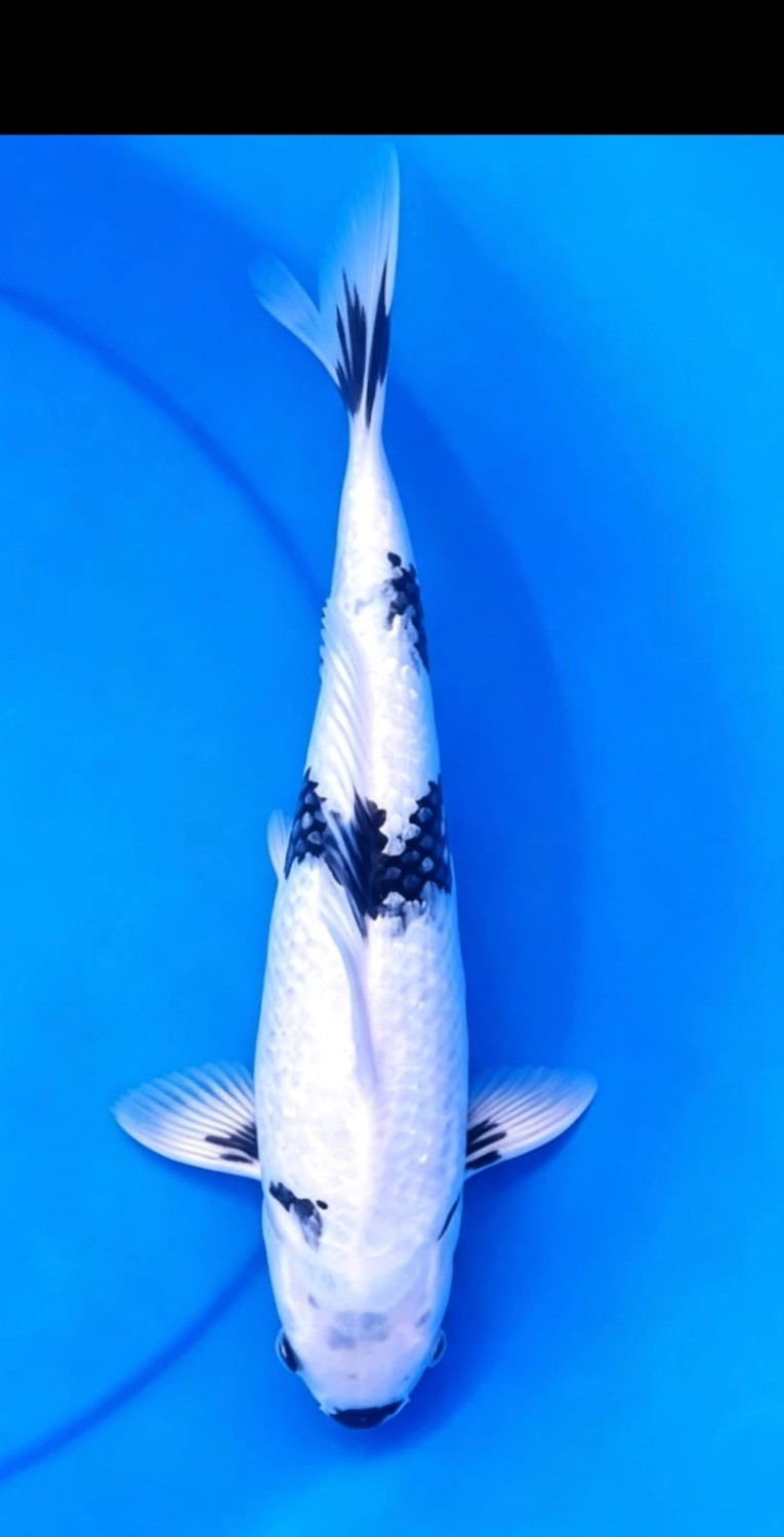 Juara 1