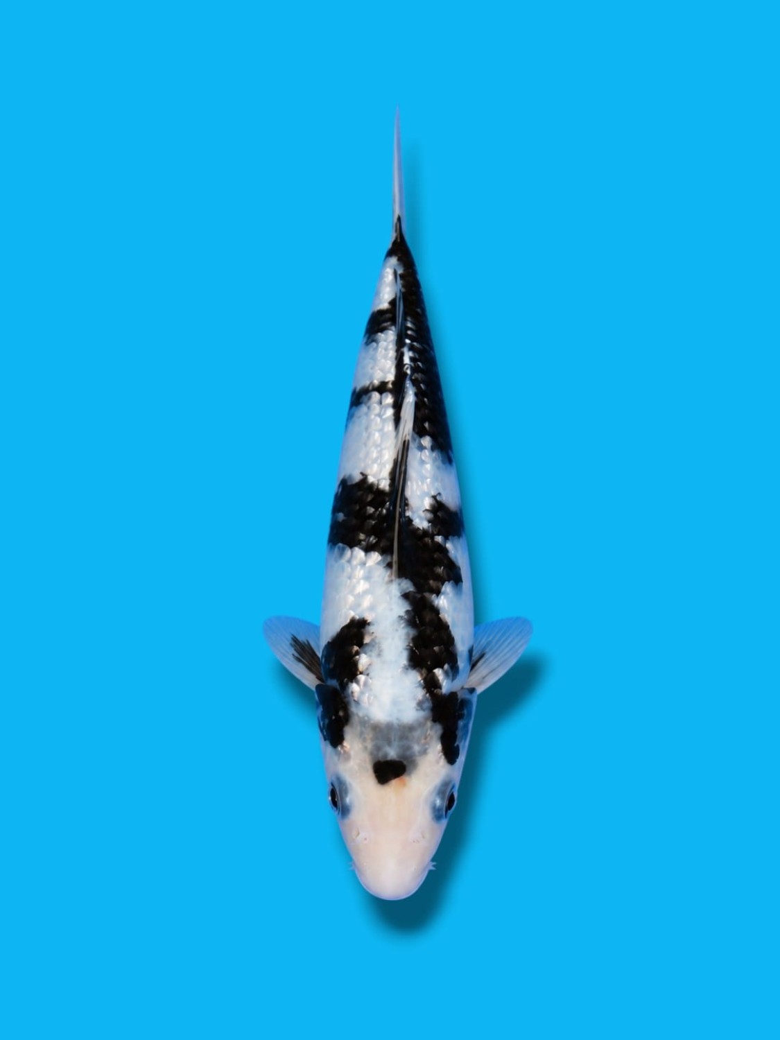 C. Anggrek Prize 16 - 20 cm