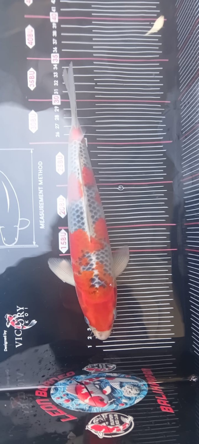 Juara 1