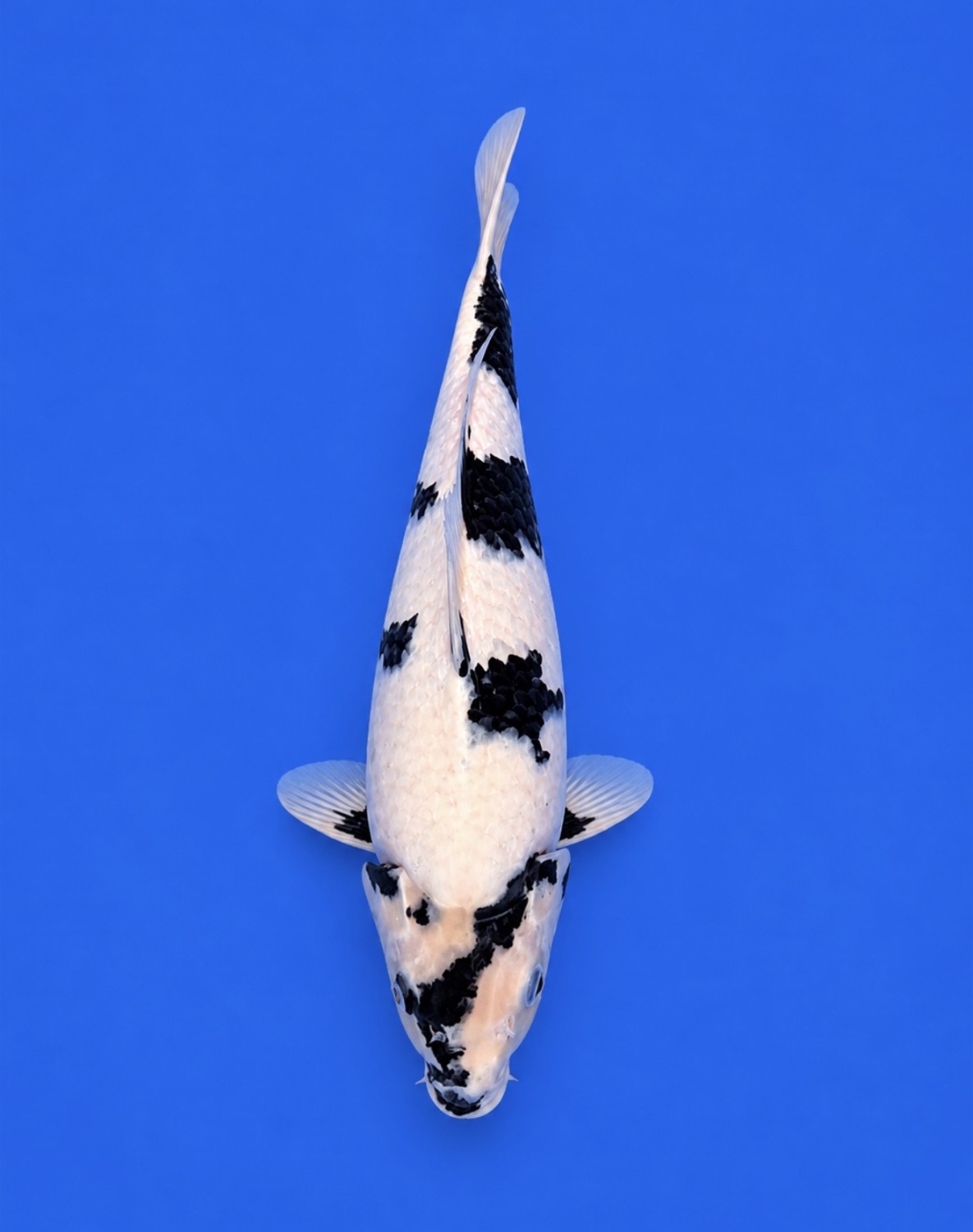 Juara 2