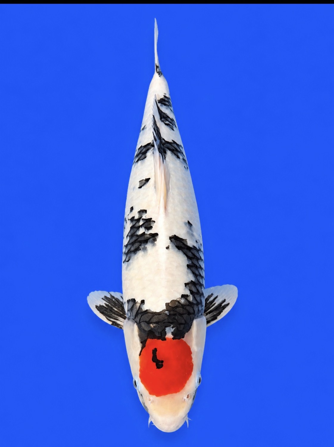 Juara 4