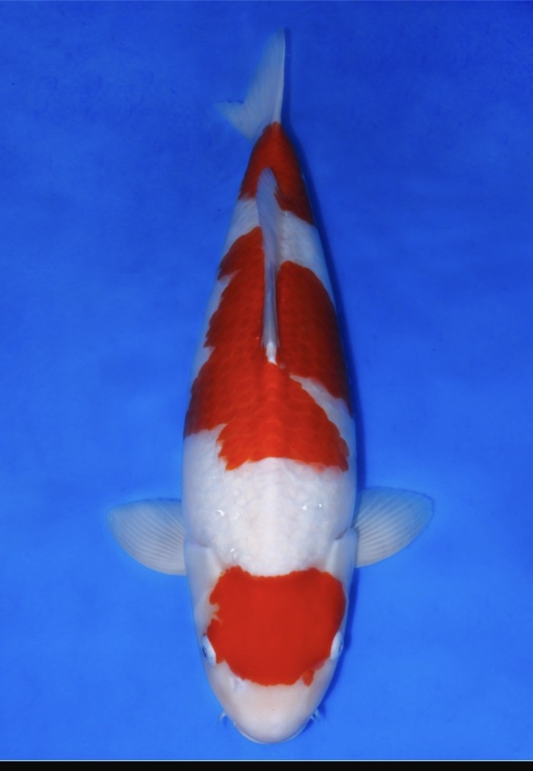 Juara 1