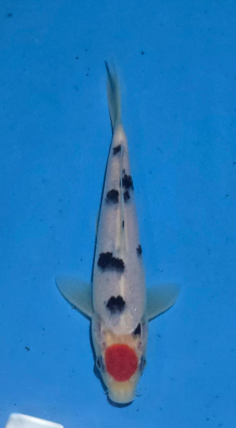 Juara 1