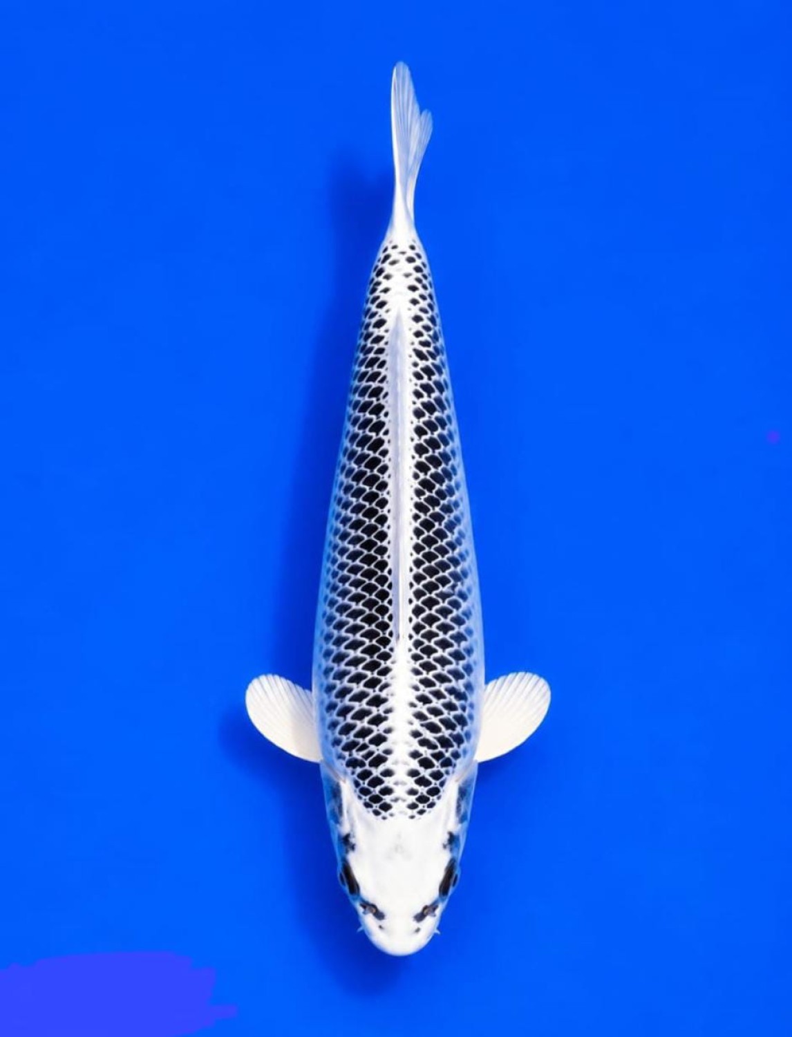 E. Kamboja Prize 26 - 30 cm