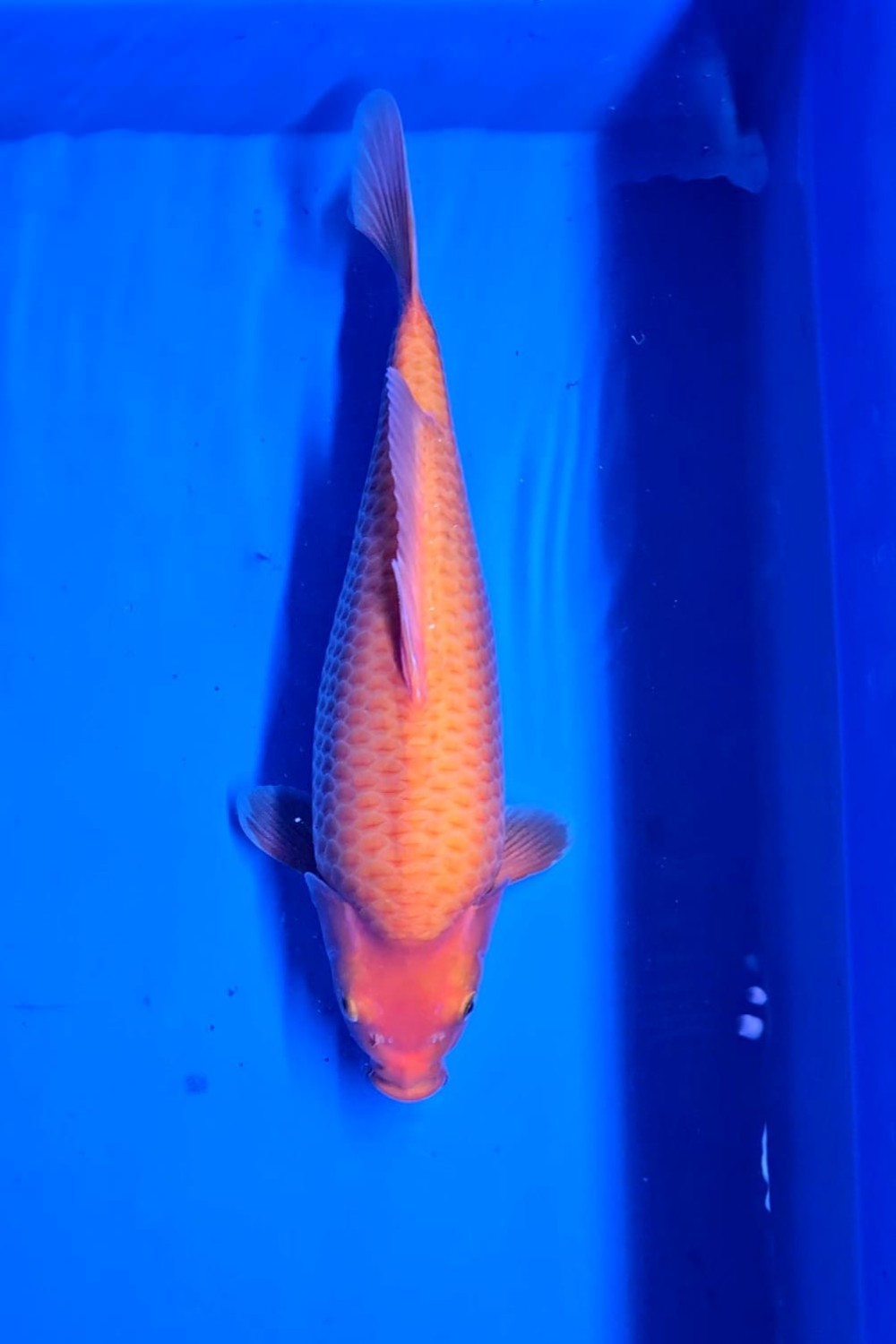 E. Kamboja Prize 36 - 40 cm
