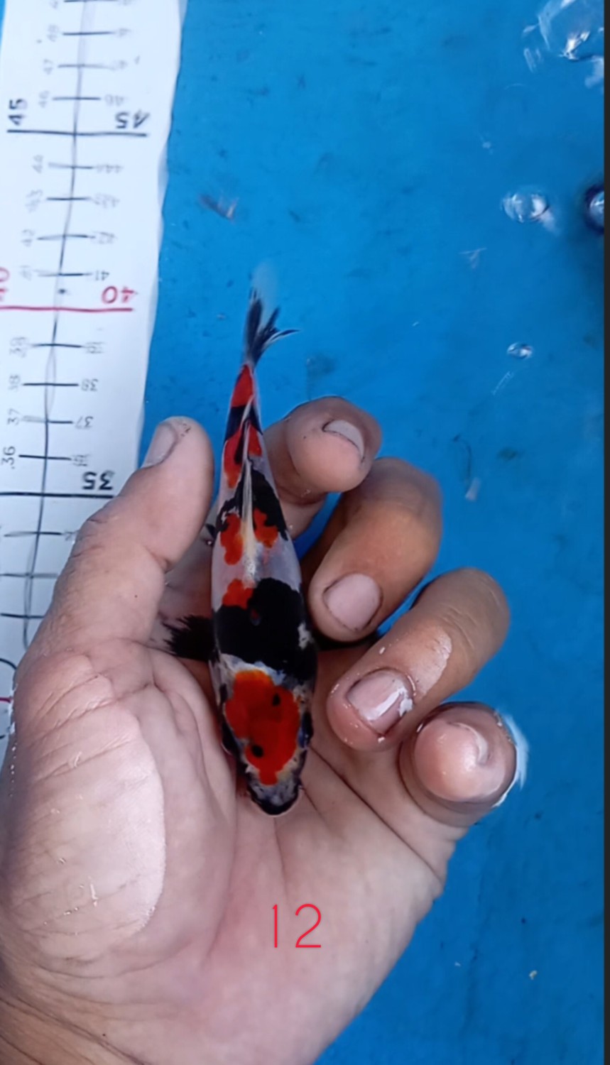 Juara 4