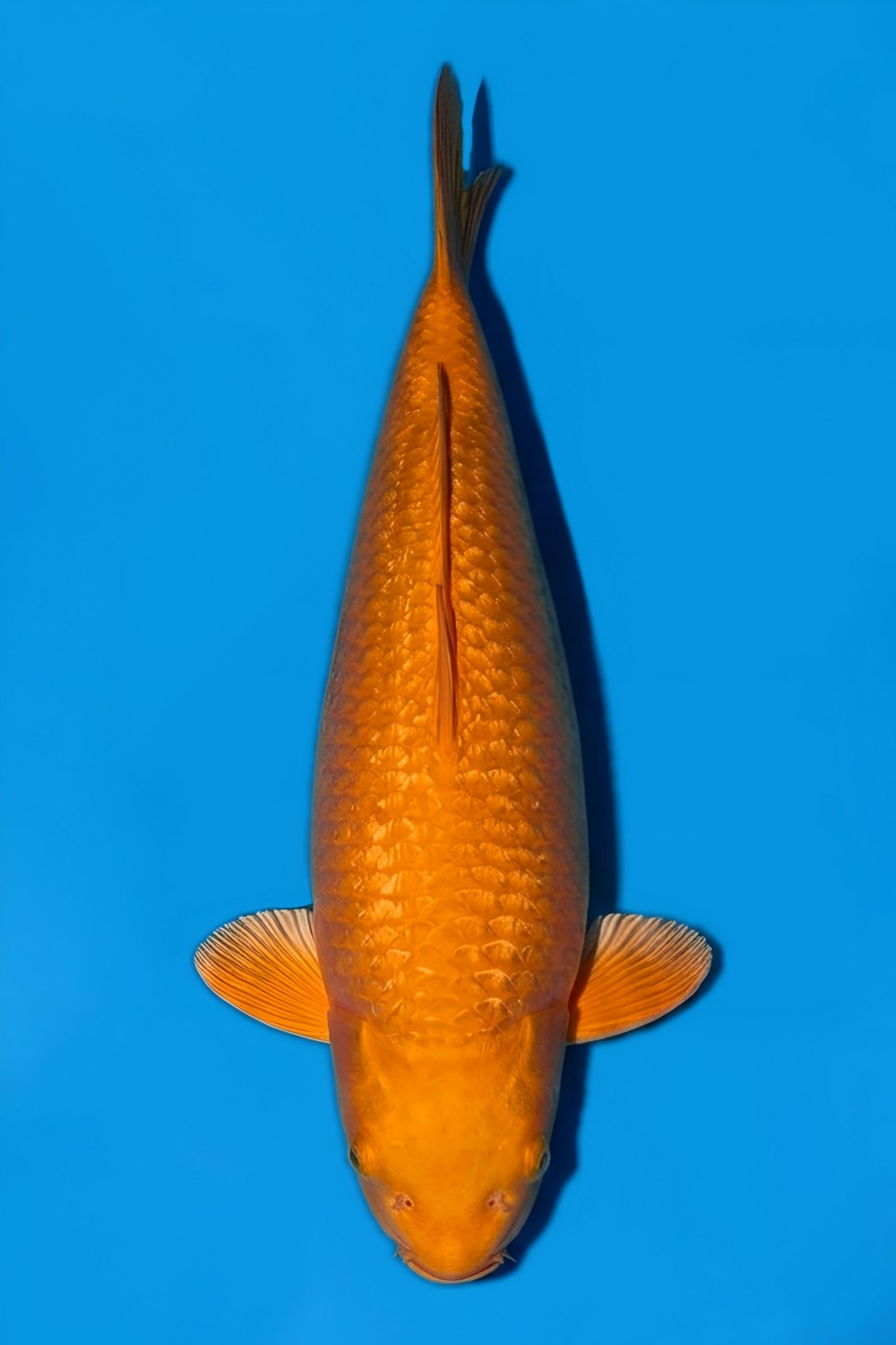 Juara 2