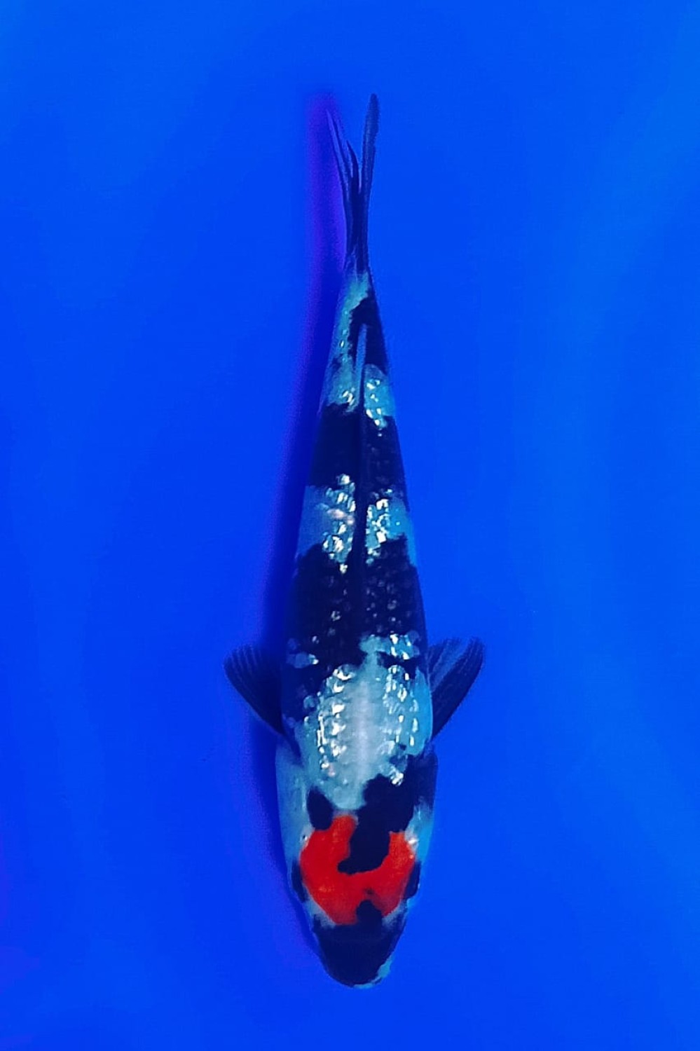 Juara 1