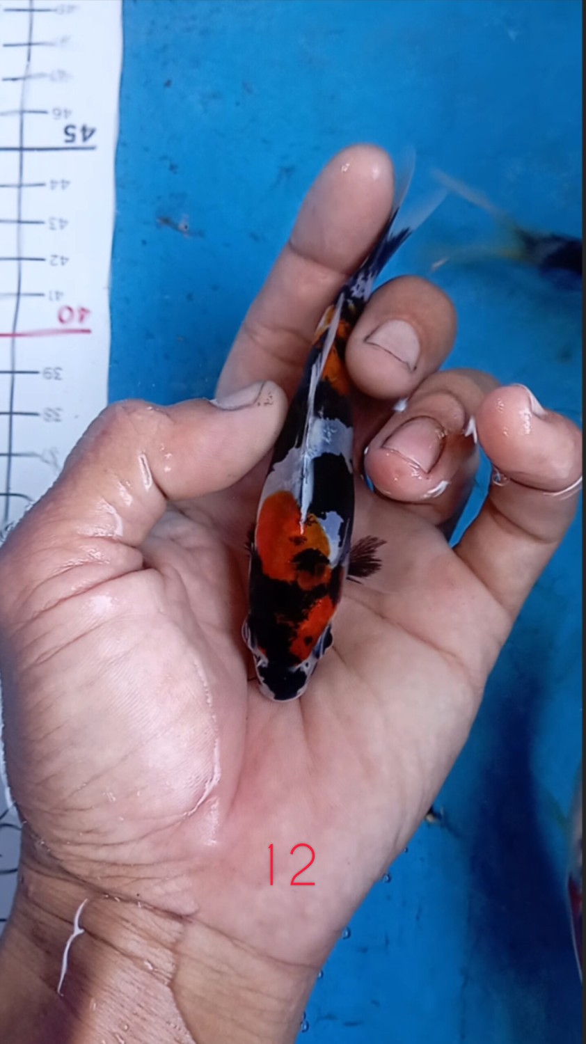 Juara 3