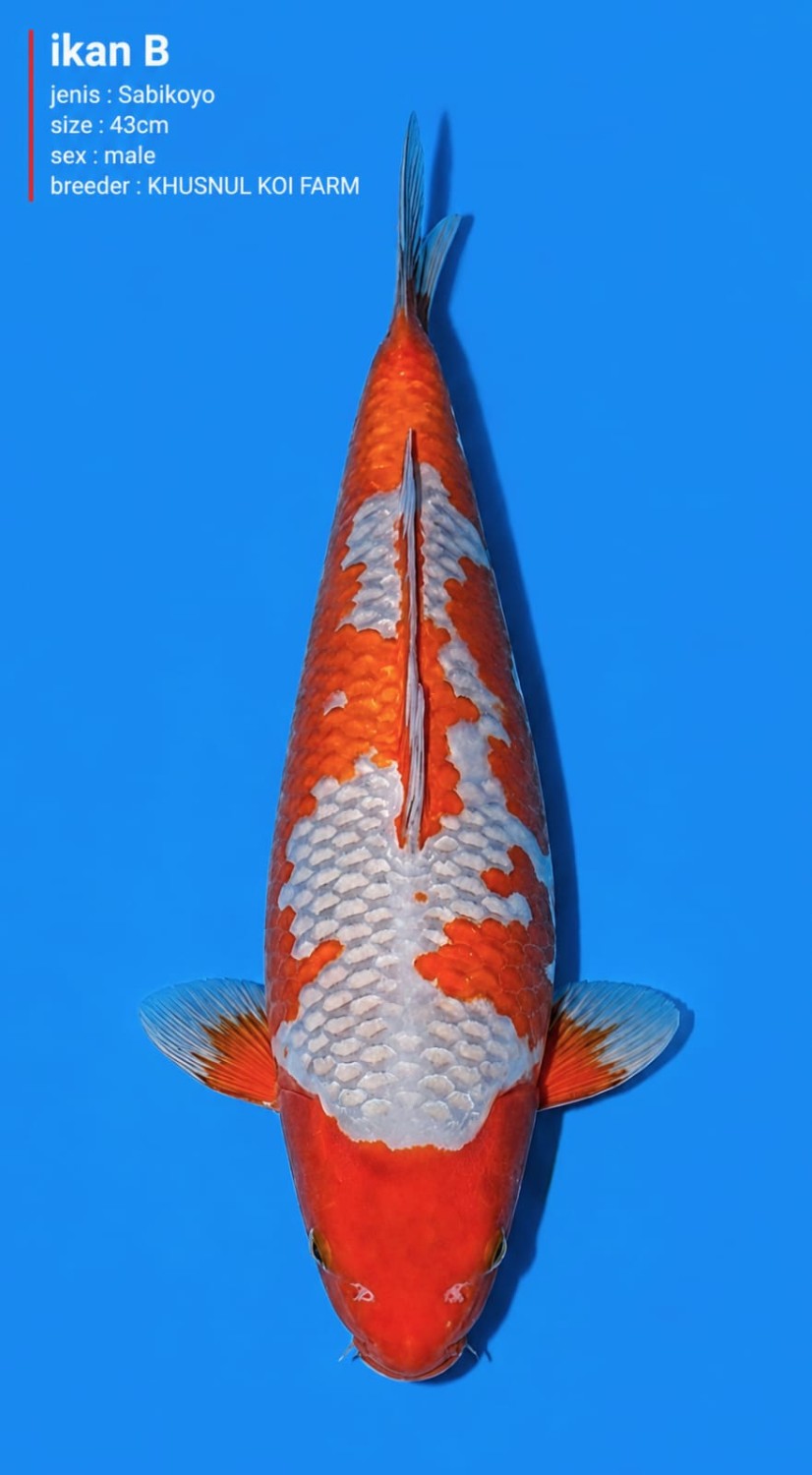 Juara 1