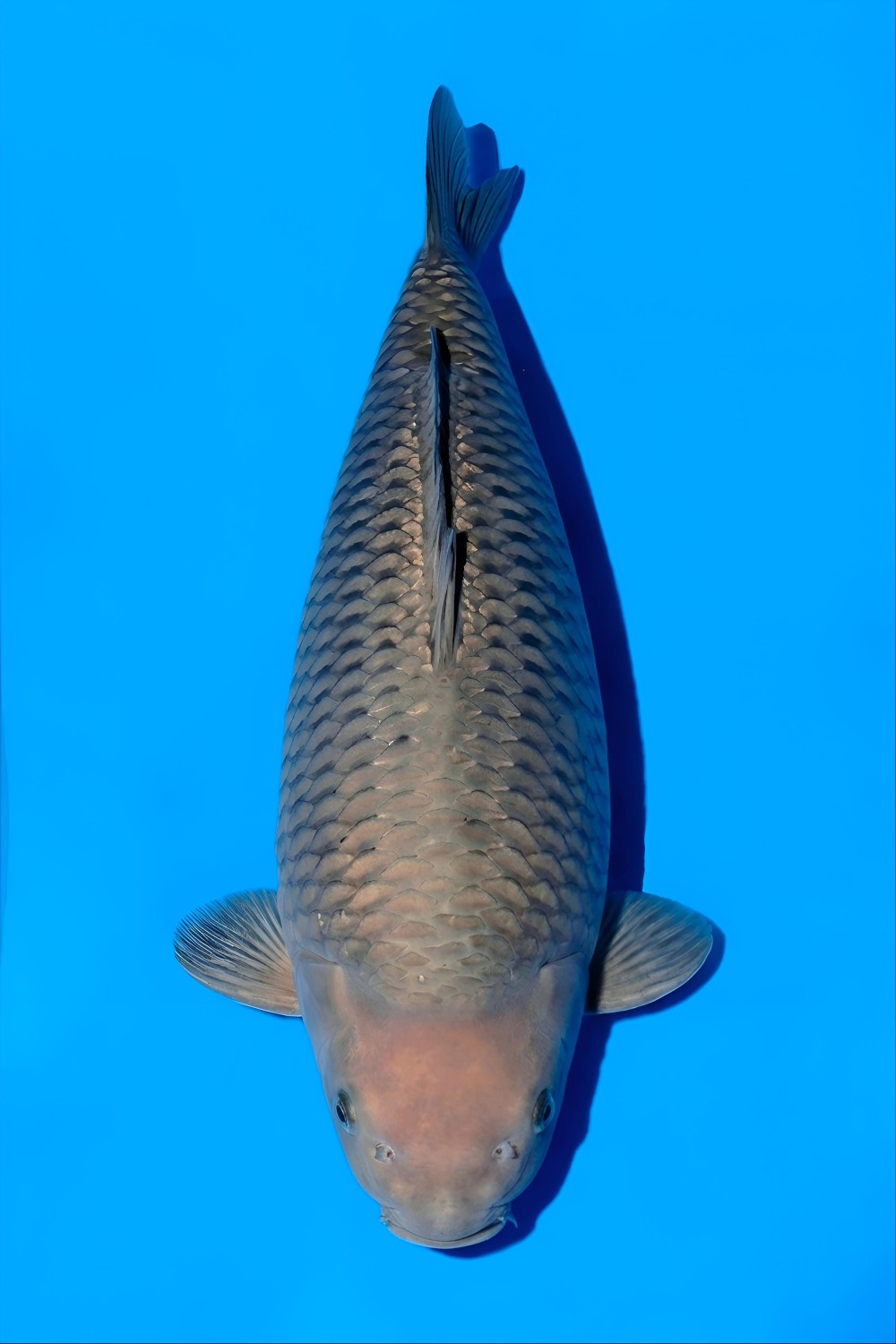 E. Kamboja Grand Champion