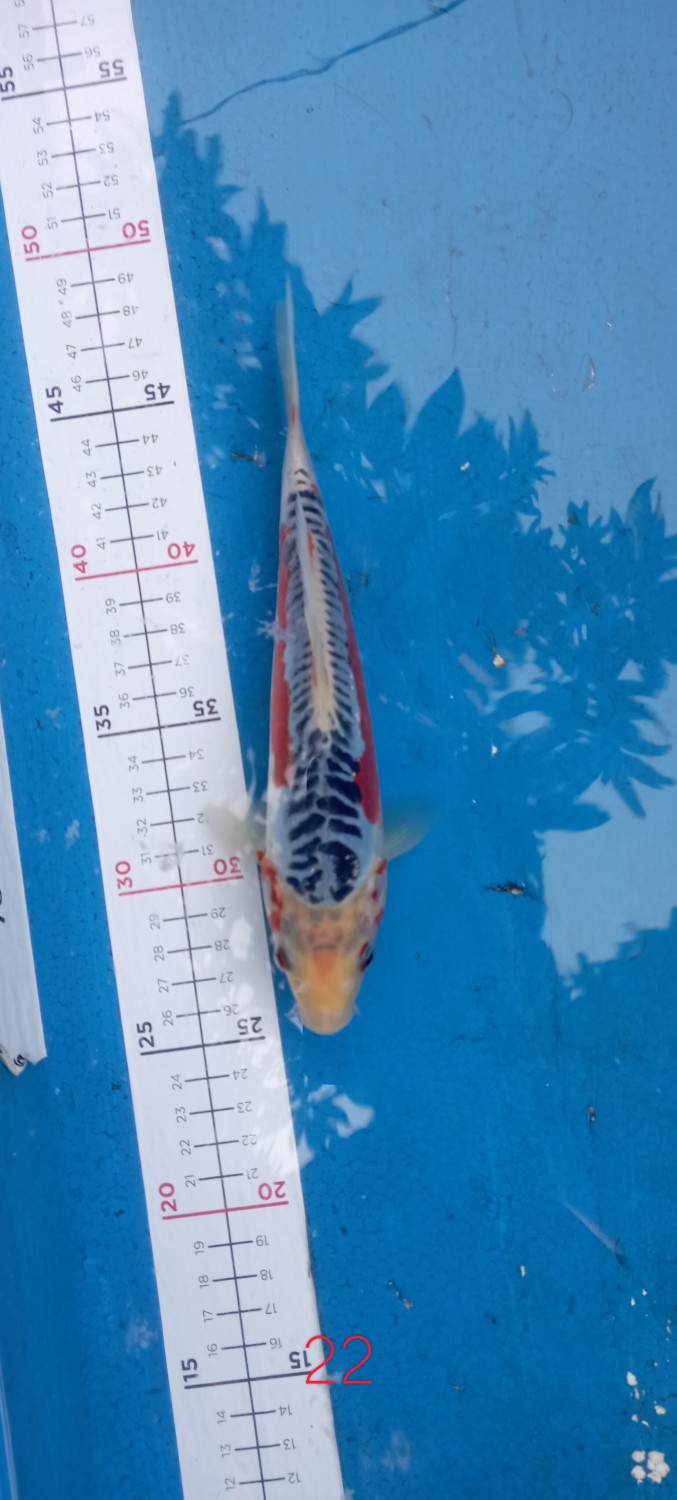 D. Cempaka Prize 21 - 25 cm