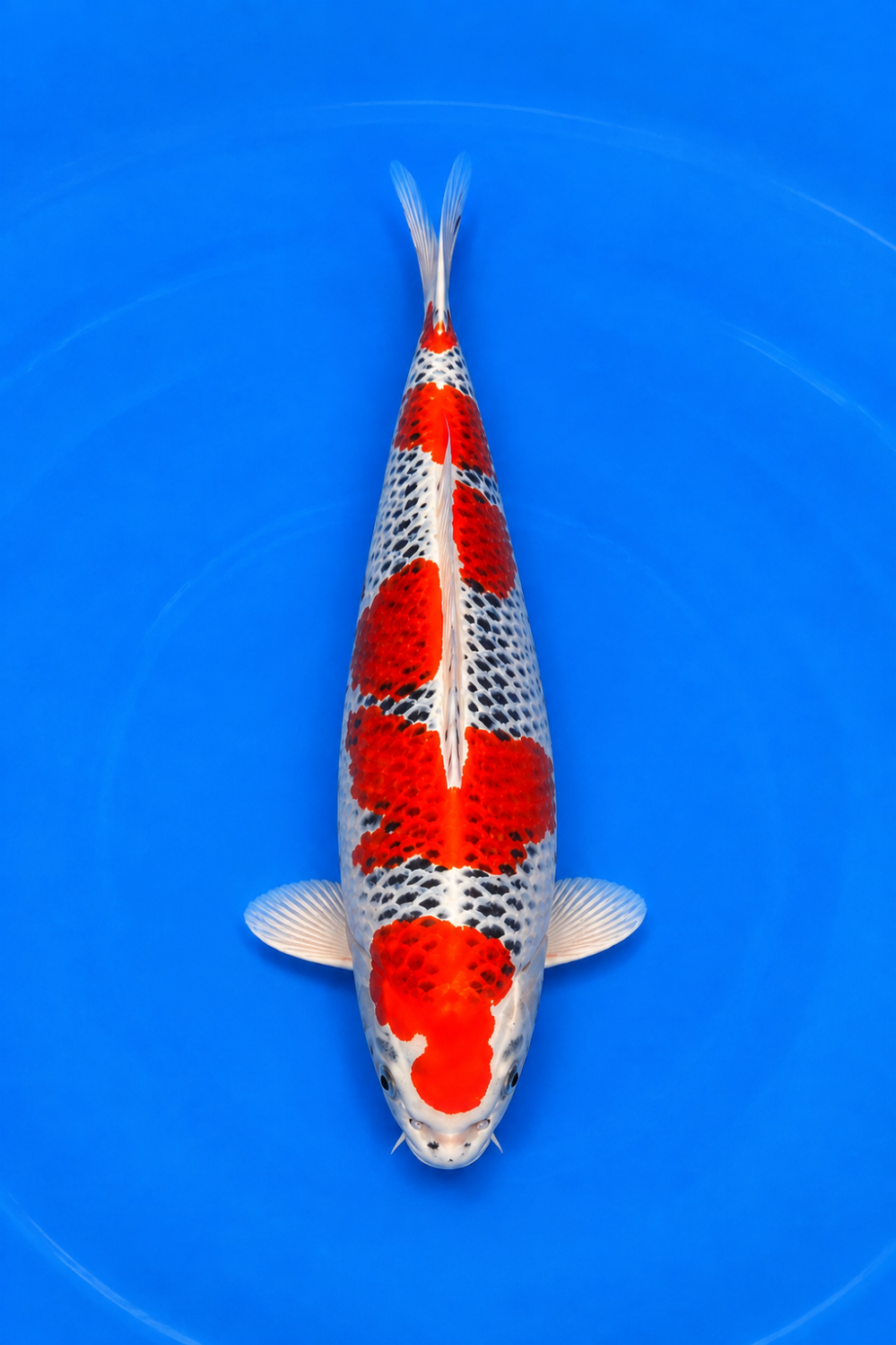 Juara 1