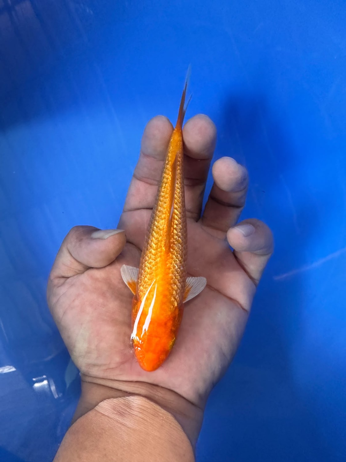 E. Kamboja Prize 13 - 15 cm