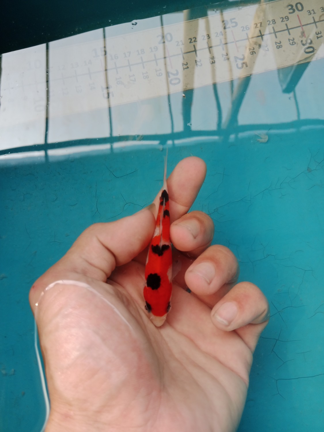 A. Super Mini Champion