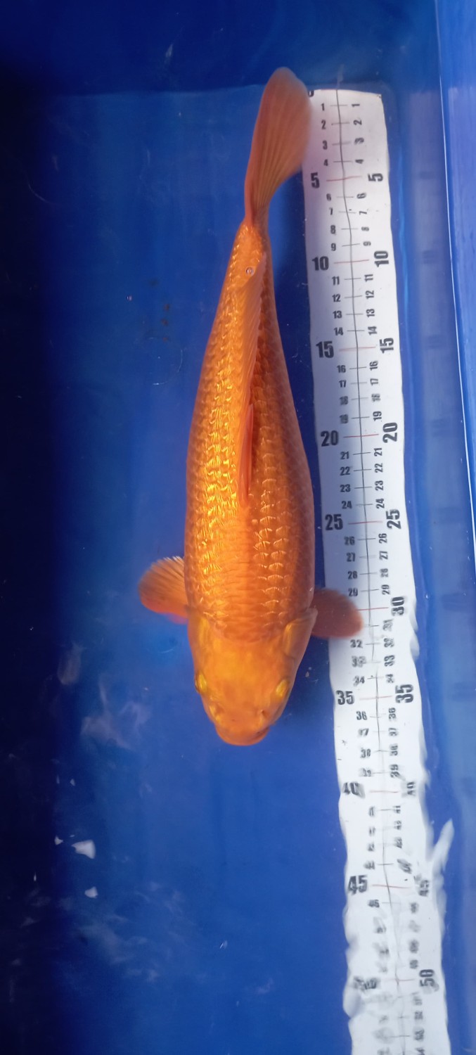 E. Kamboja Prize 31 - 35 cm