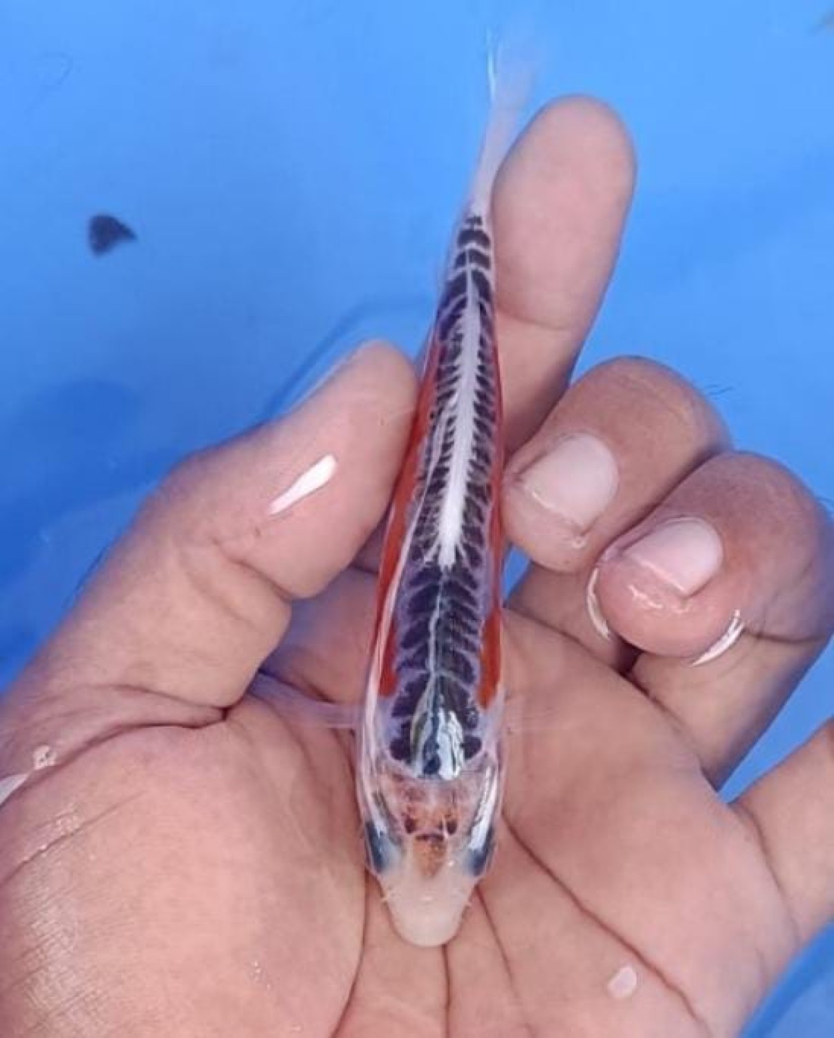 D. Cempaka Prize 16 - 20 cm