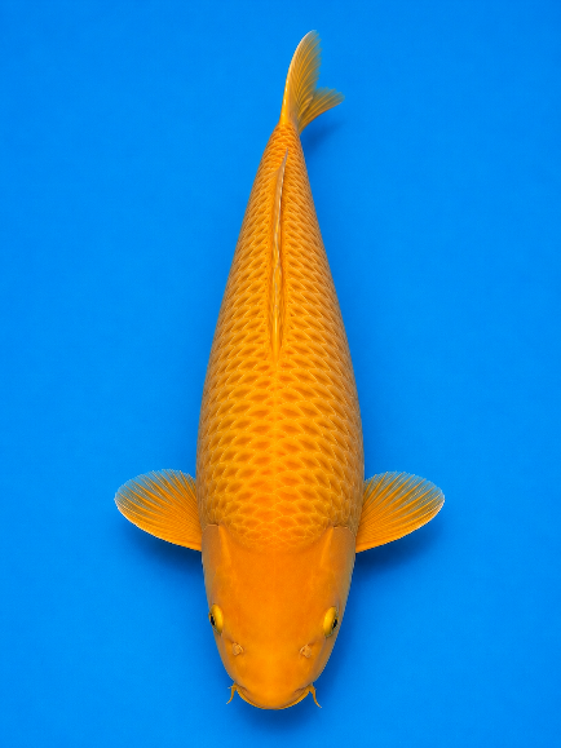 E. Kamboja Prize 51 - 55 cm