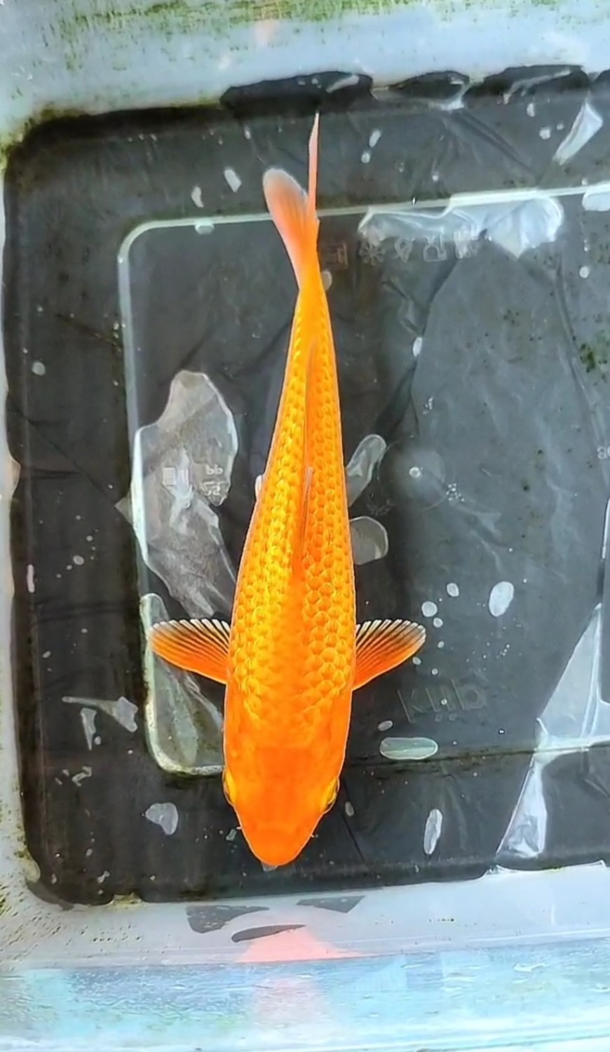 Juara 1