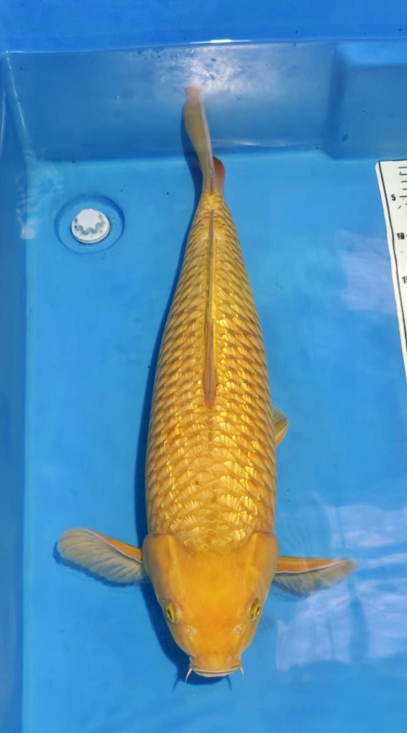 E. Kamboja Prize 56 - 60 cm