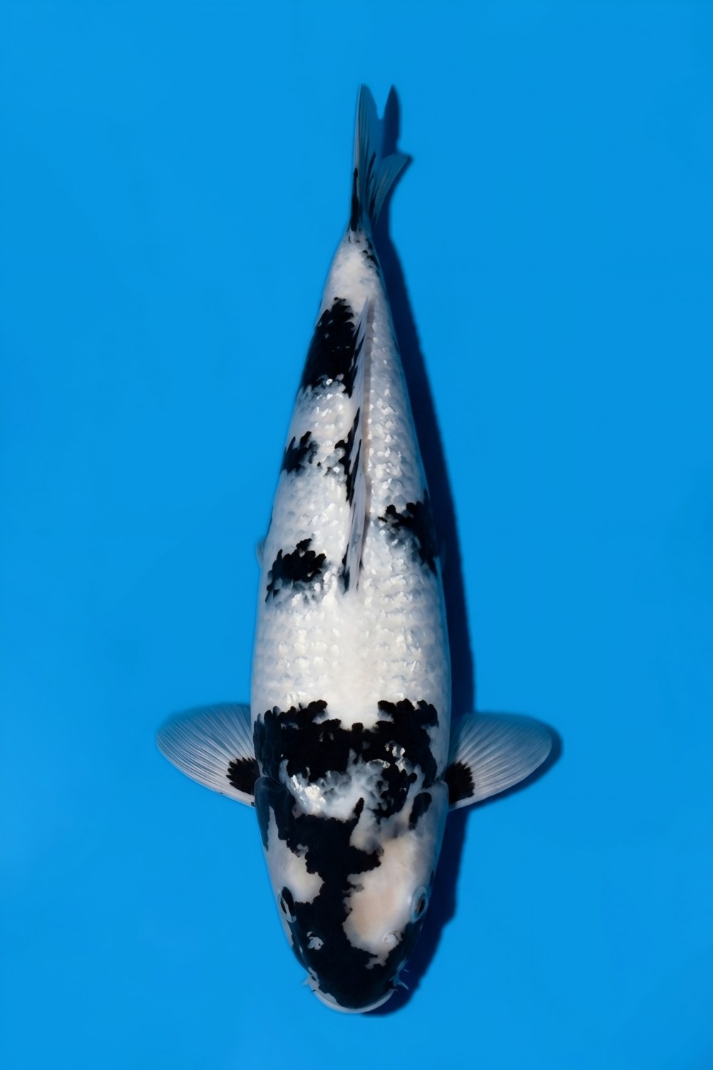 Juara 1