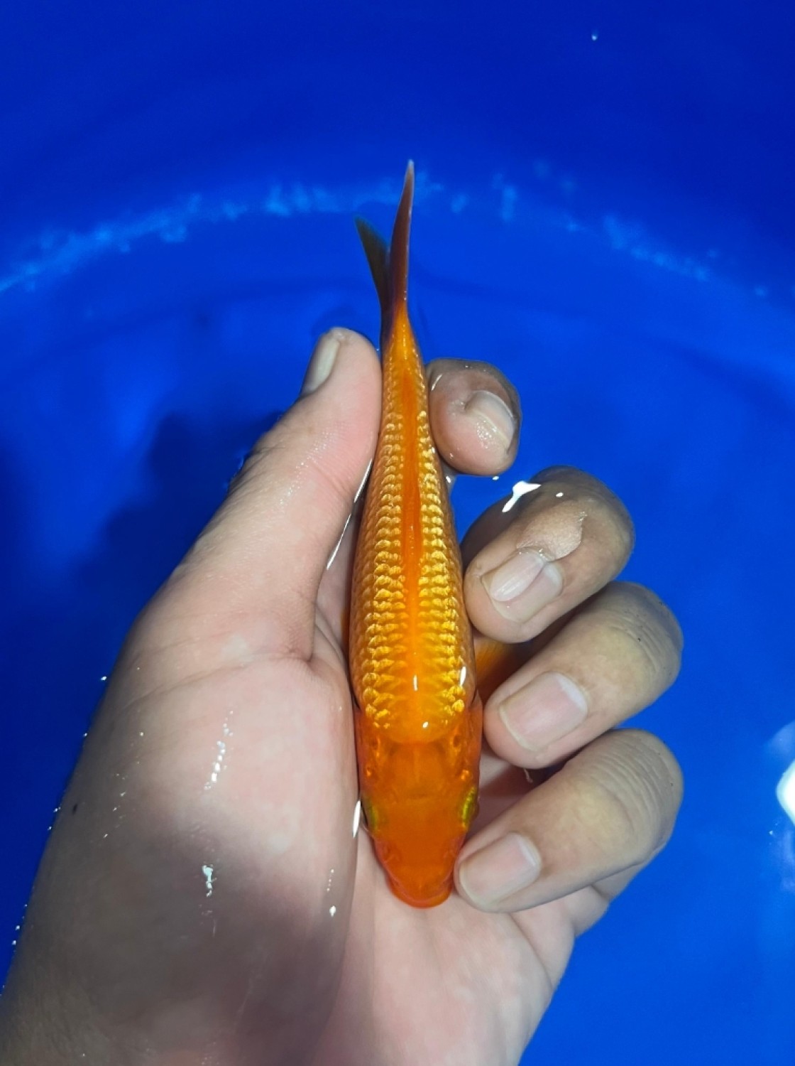 E. Kamboja Prize Up To 12 cm