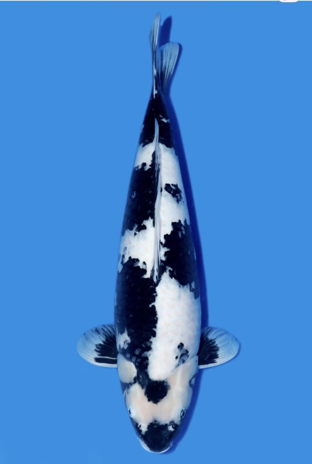 Juara 1