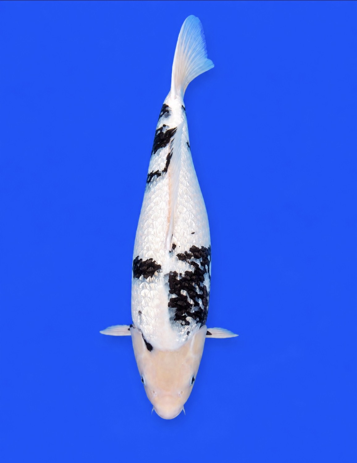 C. Anggrek Prize 46 - 50 cm