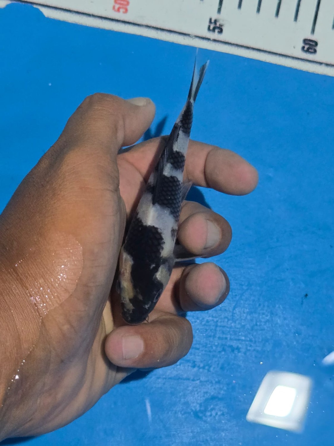 Juara 2