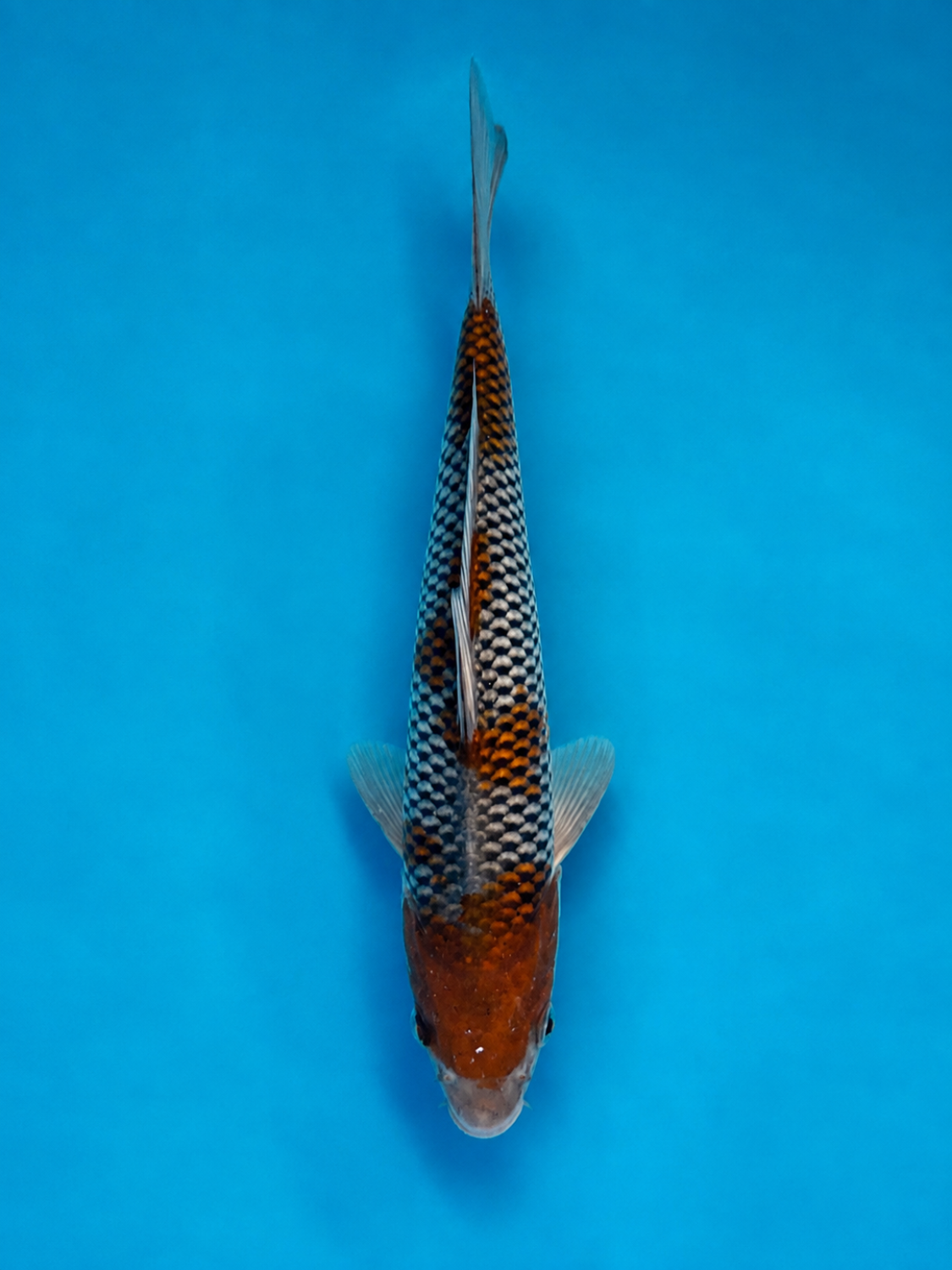Juara 1