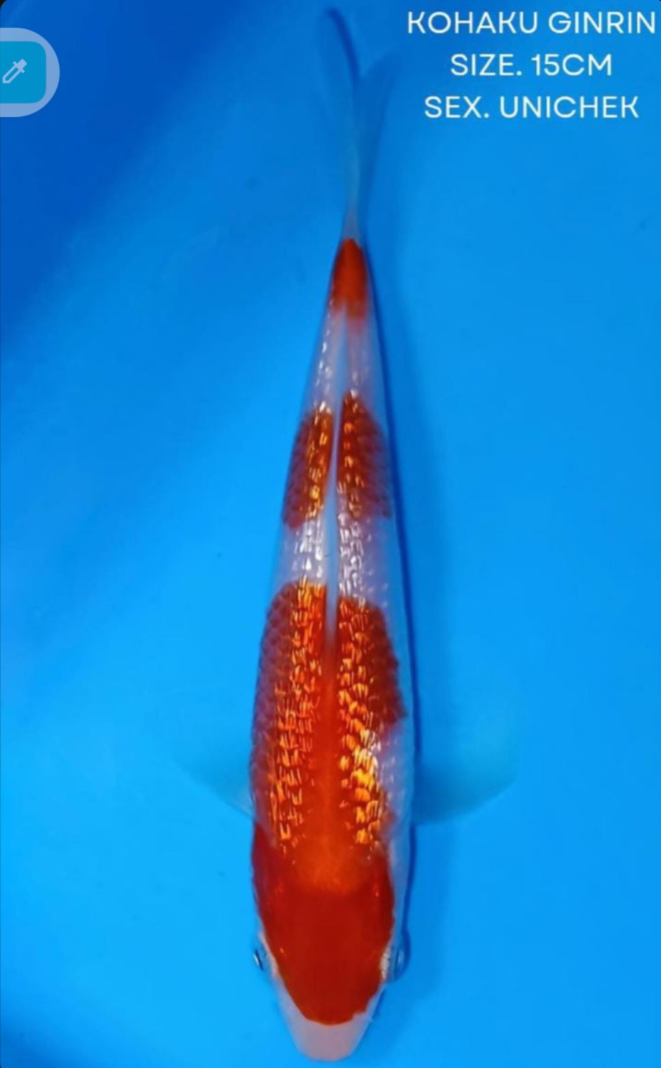 Juara 1