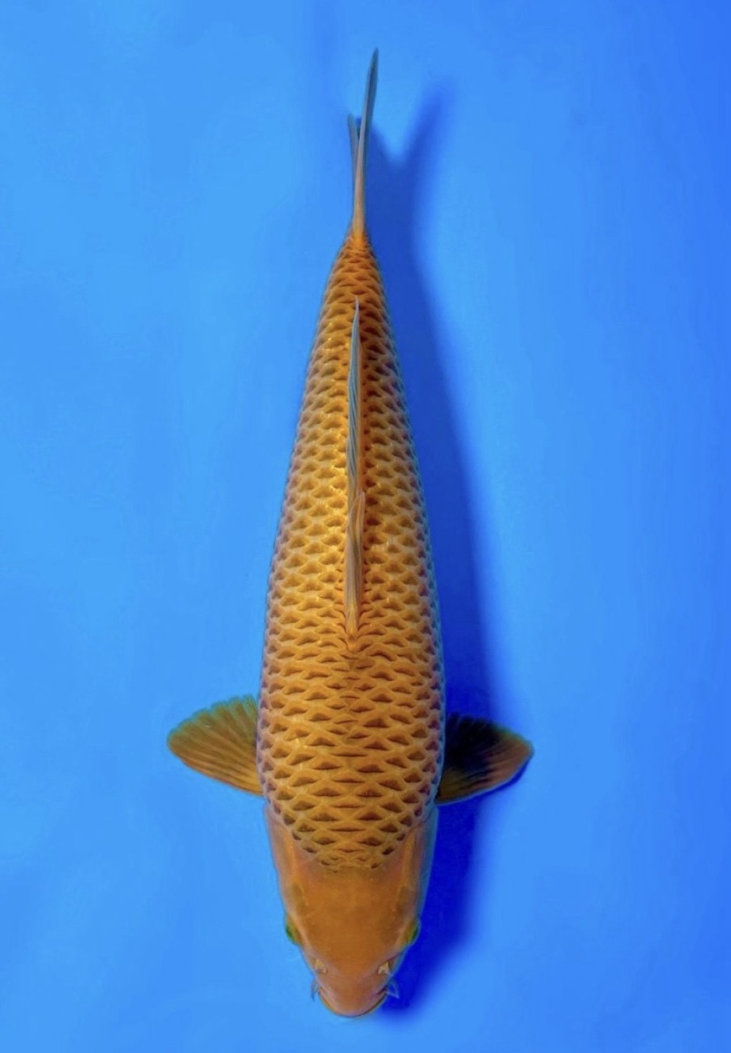 Juara 2
