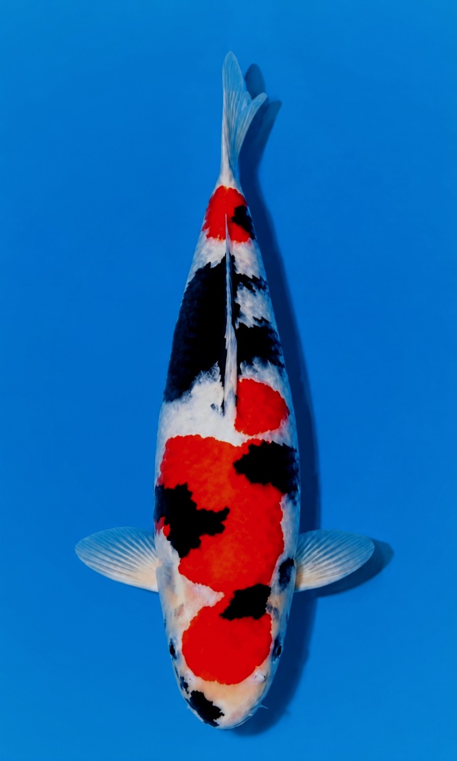 Juara 5