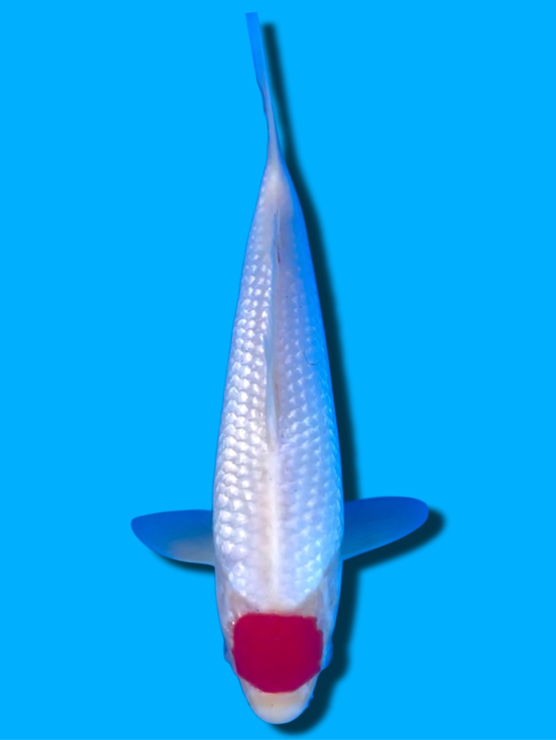 Juara 2